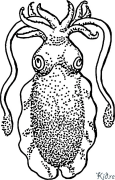 cuttlefish Ibe Ndị Nwere Agba Agba